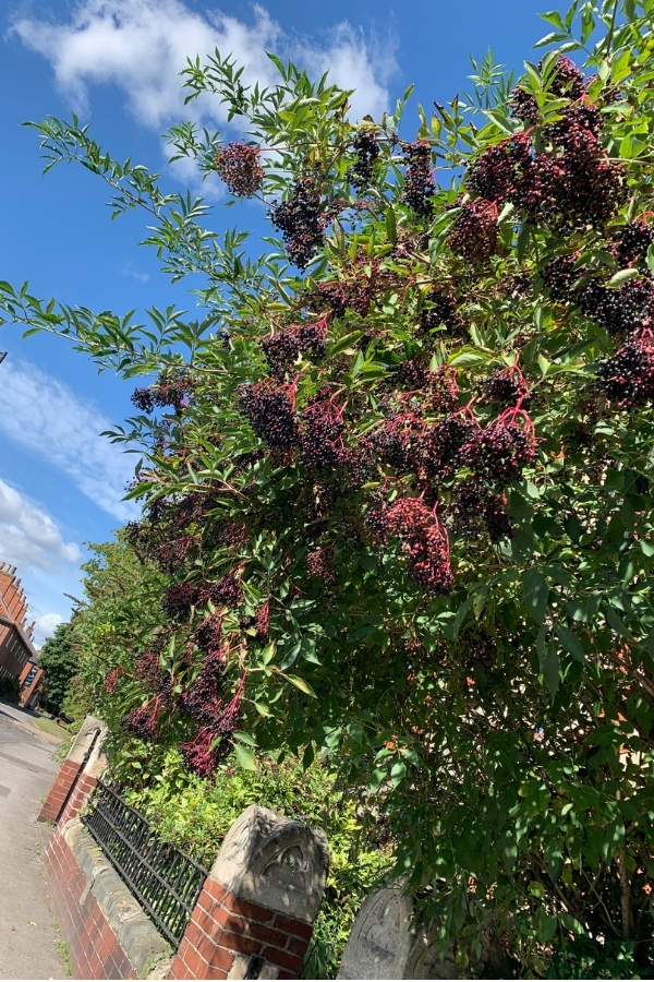 Mature Elderberry Shrub