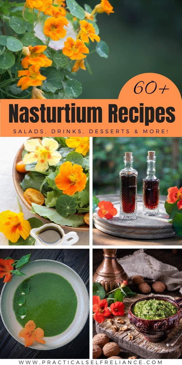60+ Nasturtium Recipes to make with these tasty edible flowers