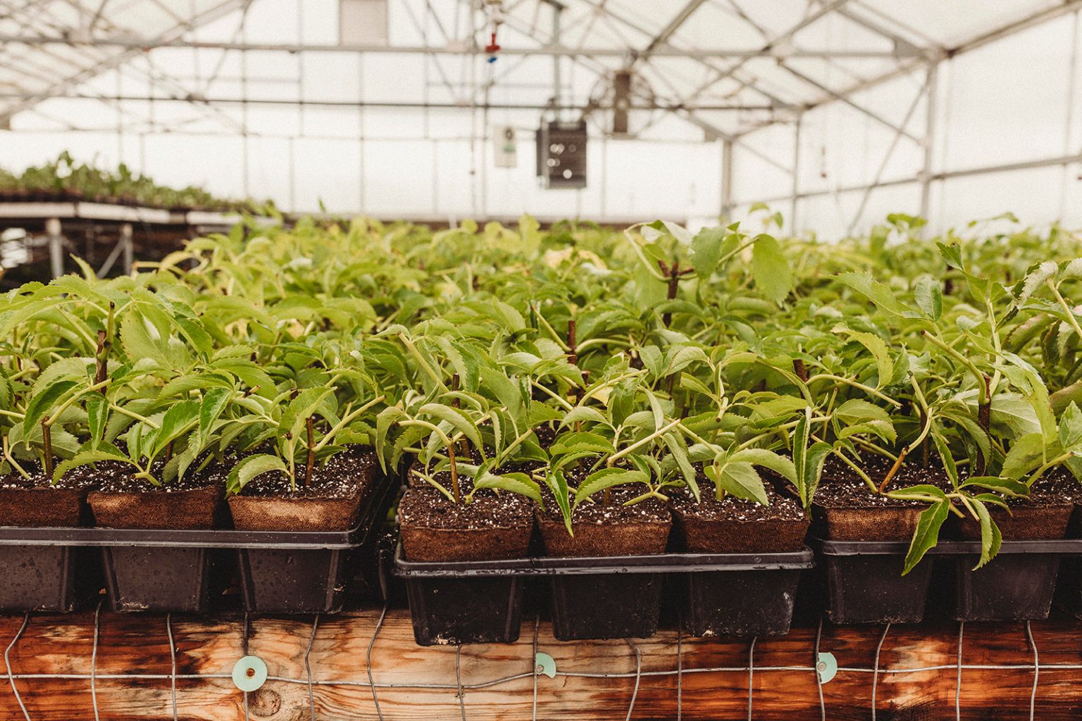 Norms Farm Greenhouse Elderberries