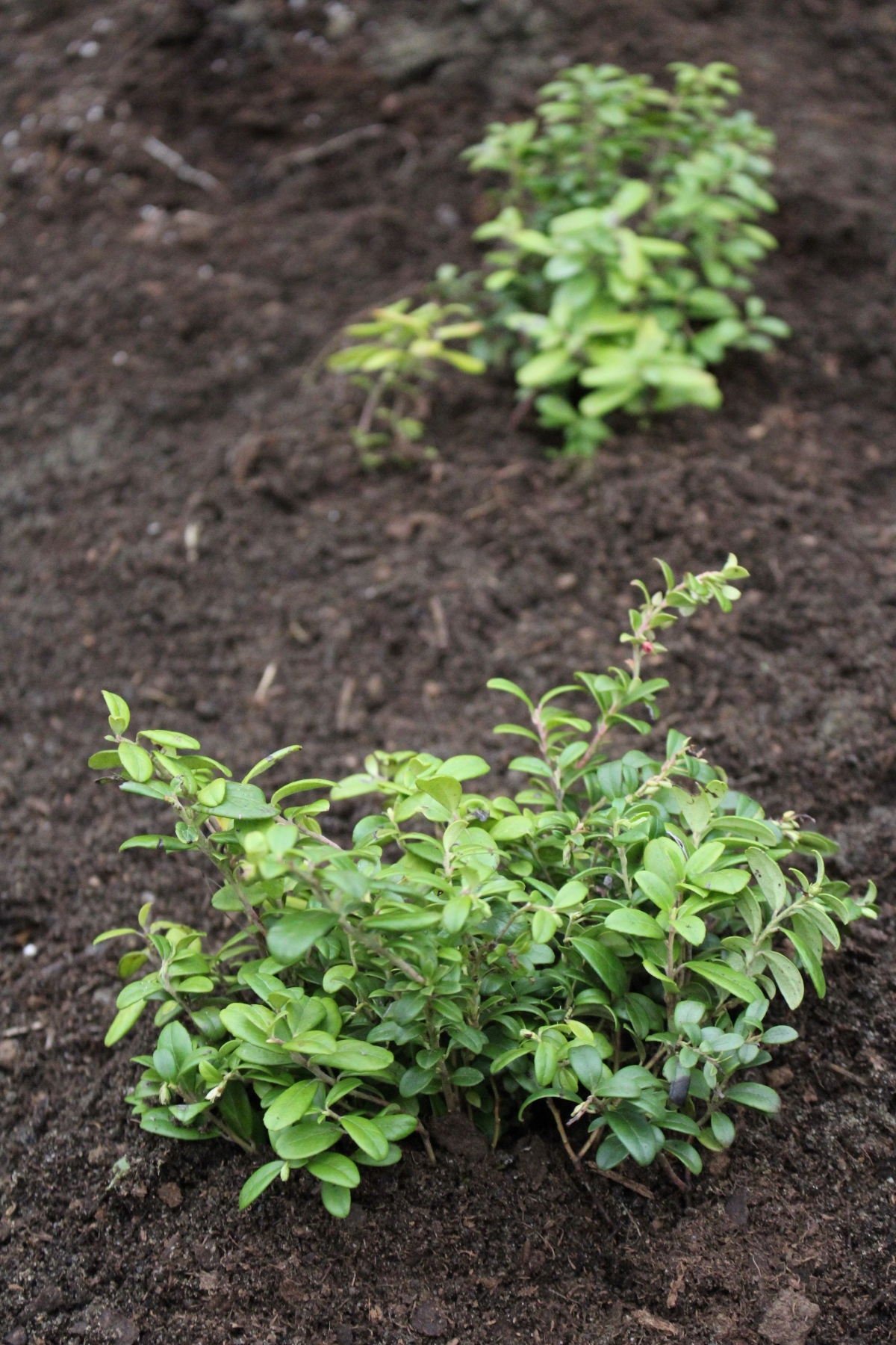 Planting Lingonberries