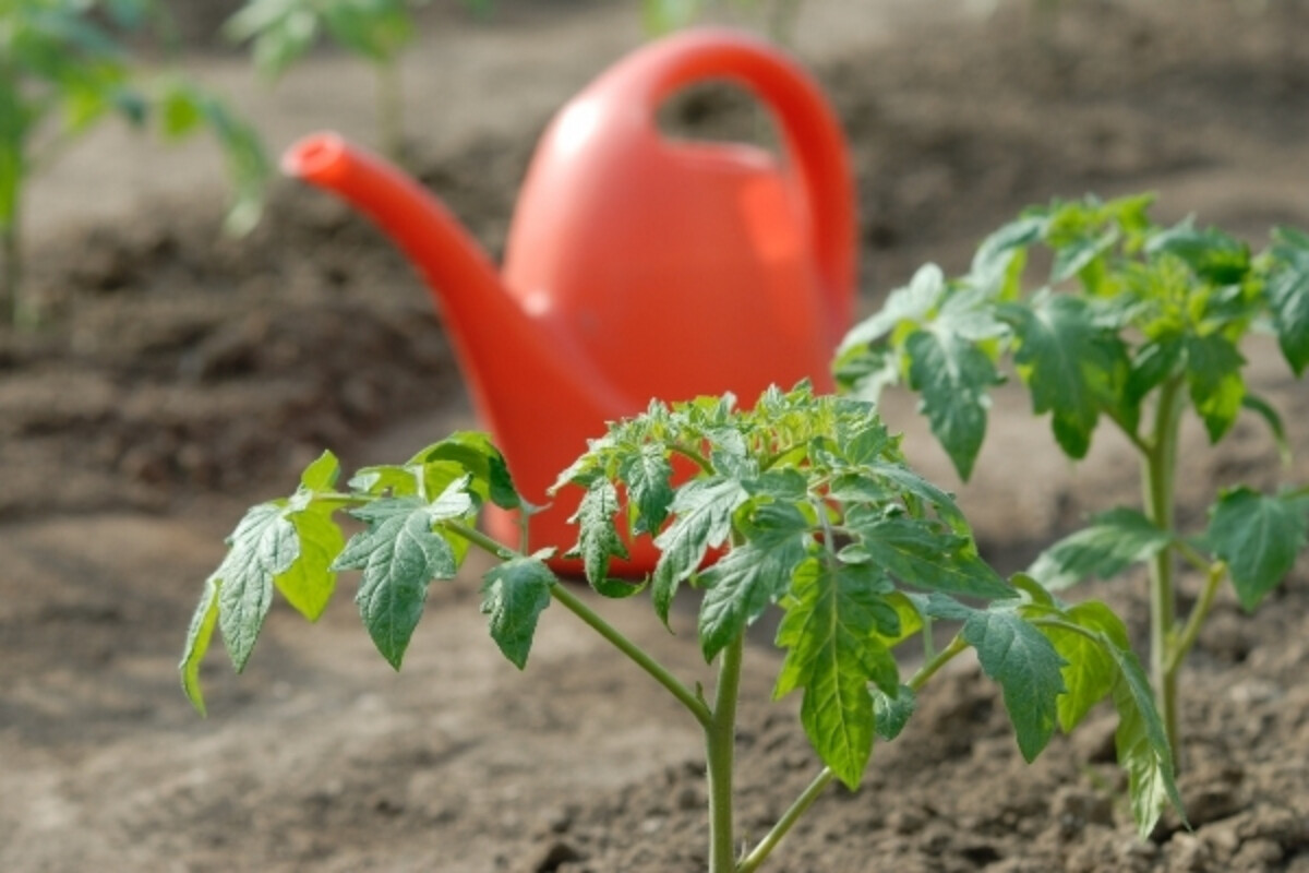 Planting Tomato Starts