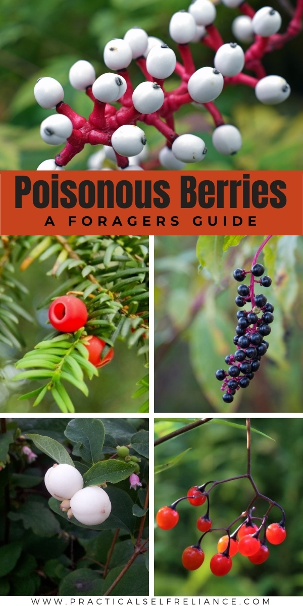 Poisonous Berries A Foragers Guide