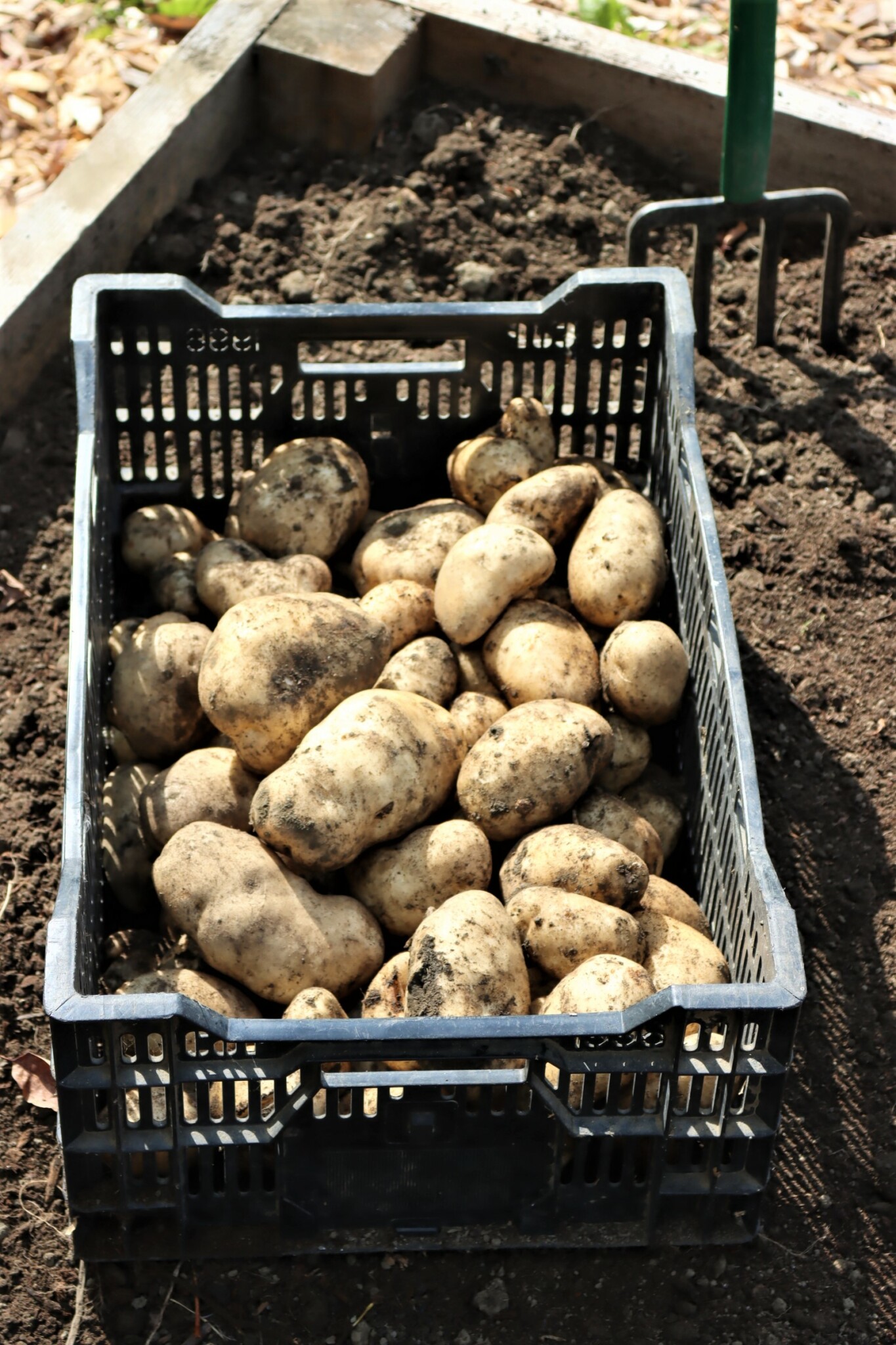 Raised Bed Potato Harvest