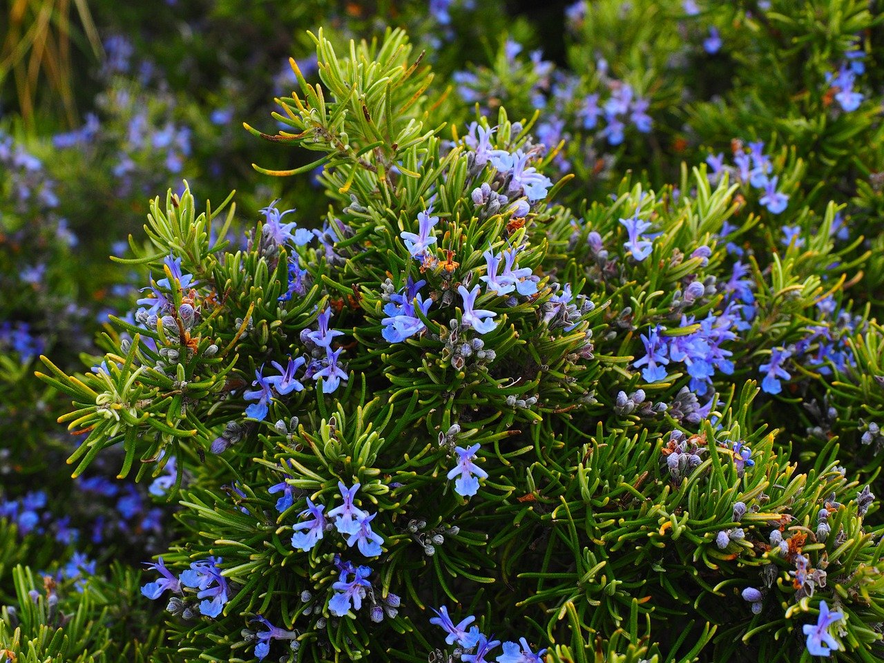 Rosemary Plant in Bloom