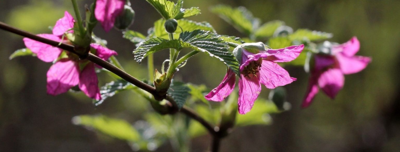Salmonberry Flowers