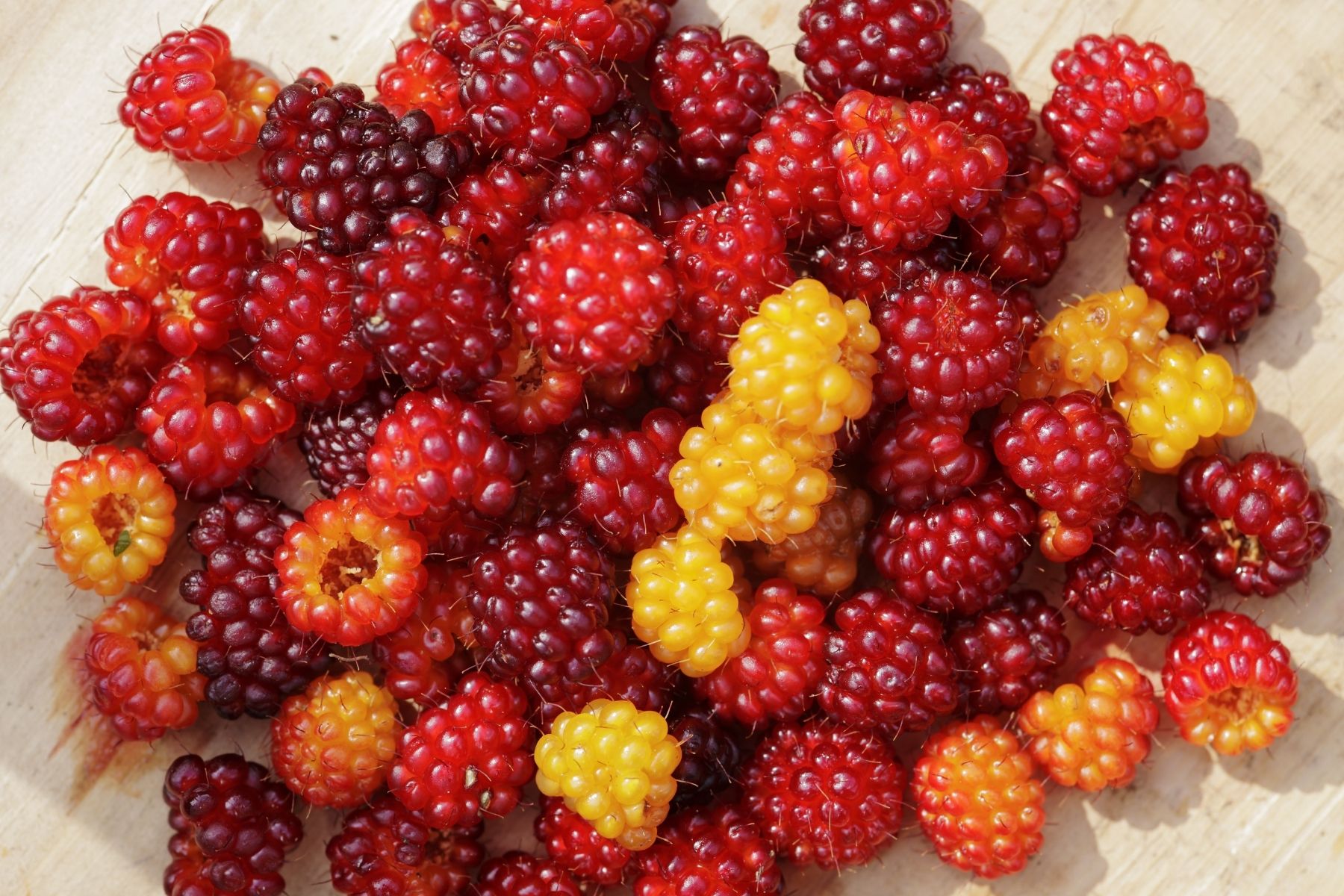 A selection of ripe salmonberries from yellow to red