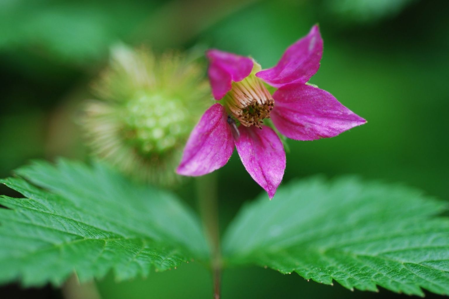 Salmonberry Flower