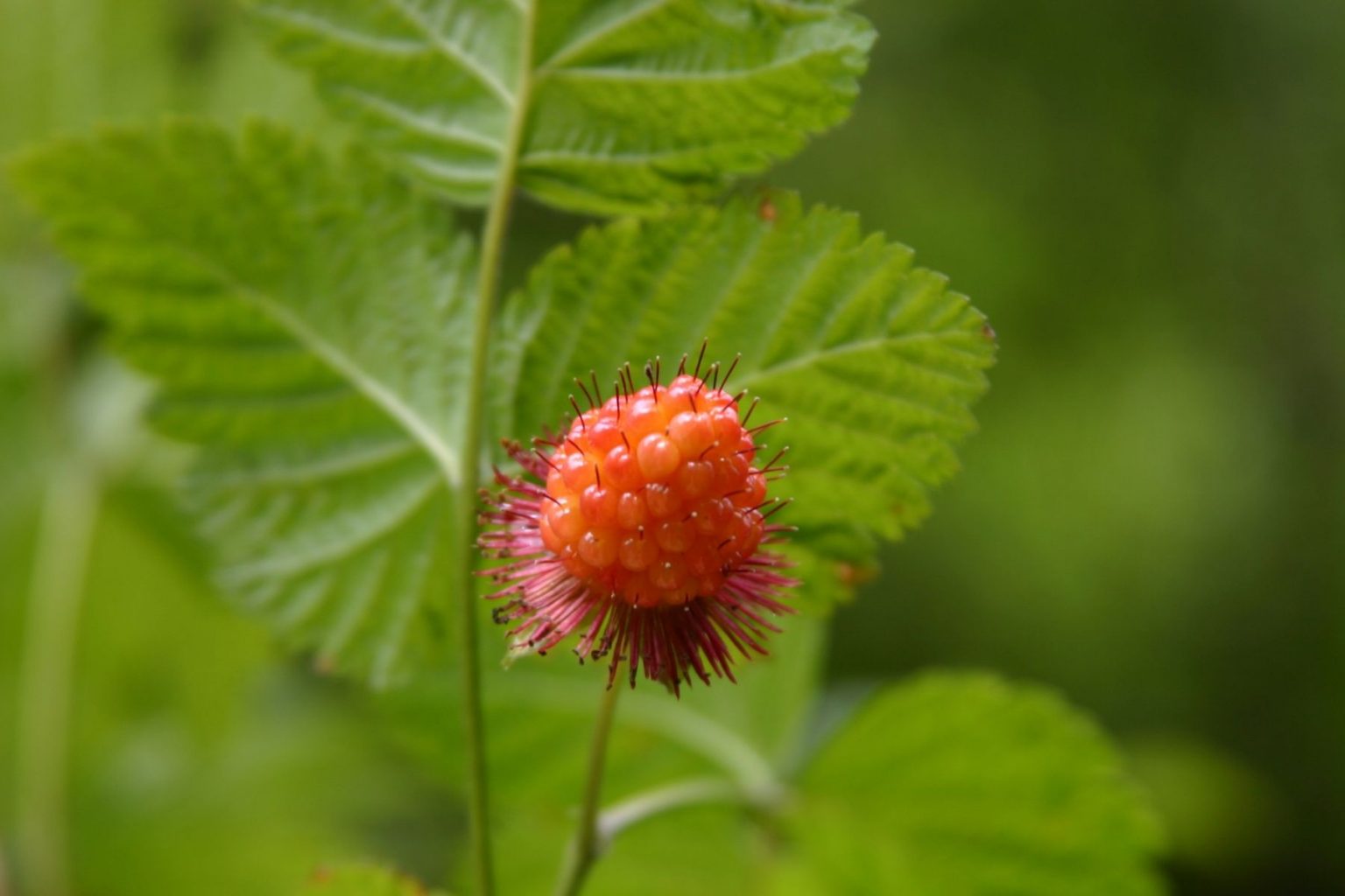 Salmonberry Fruit Developing