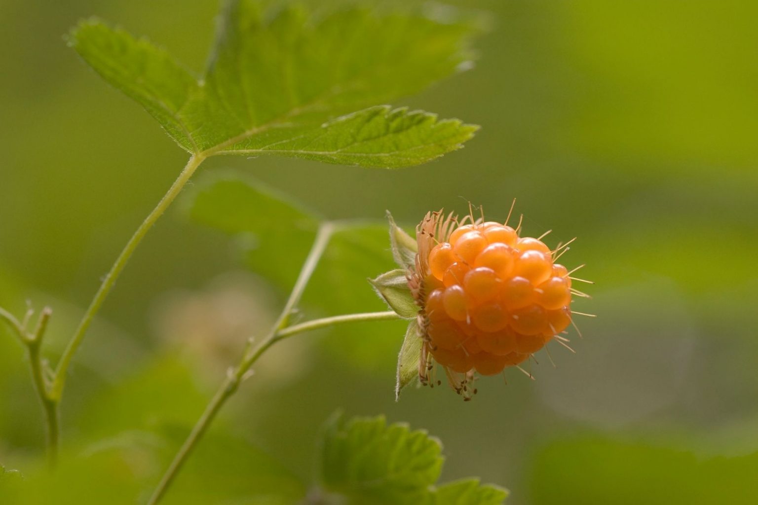 Salmonberry Plant Fruit