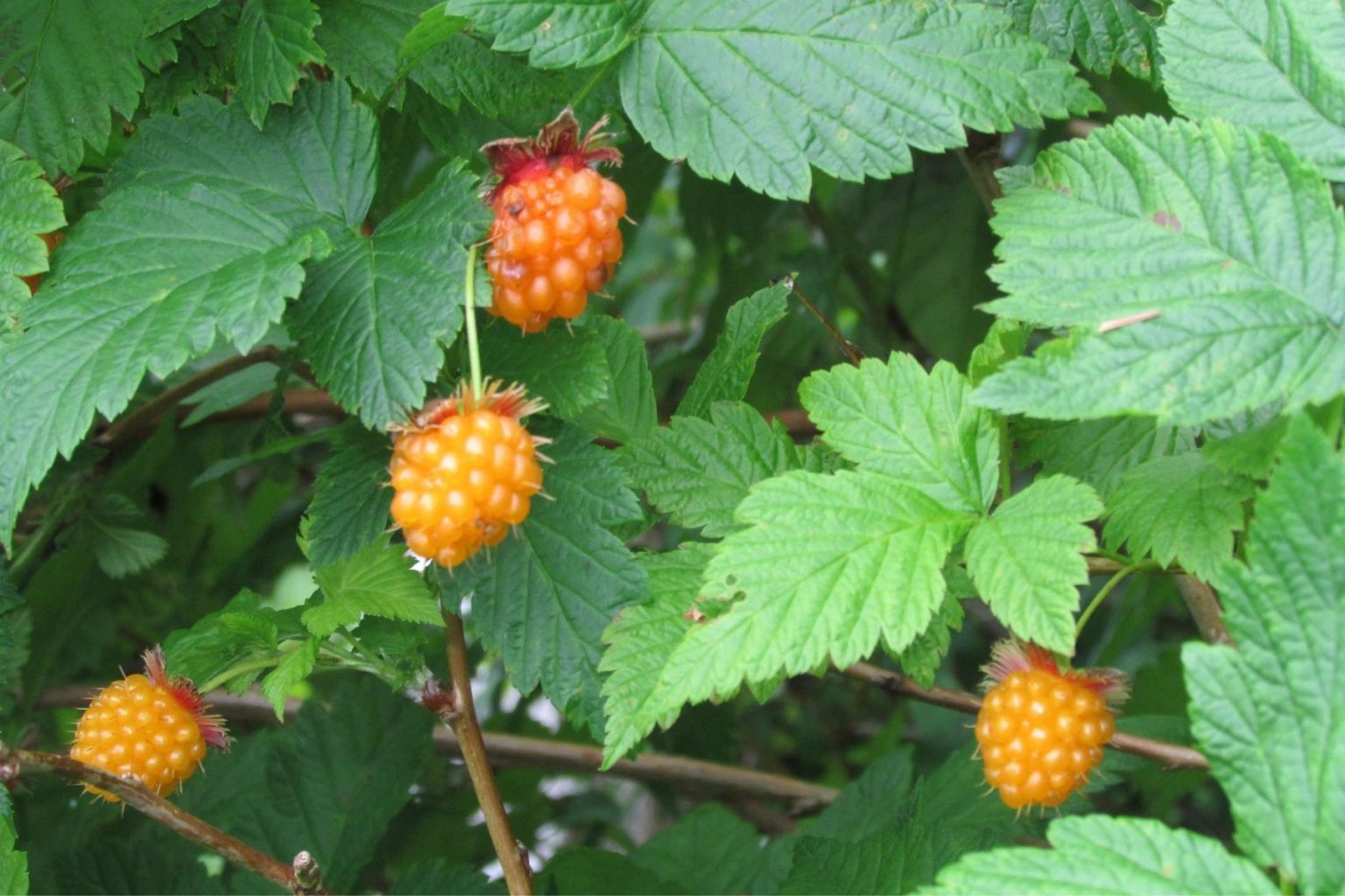 Salmonberry Plants