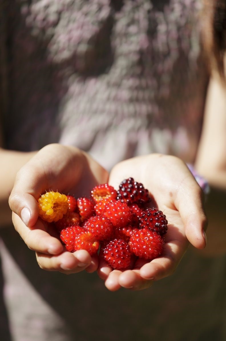 Salmonberries come in a variety of colors
