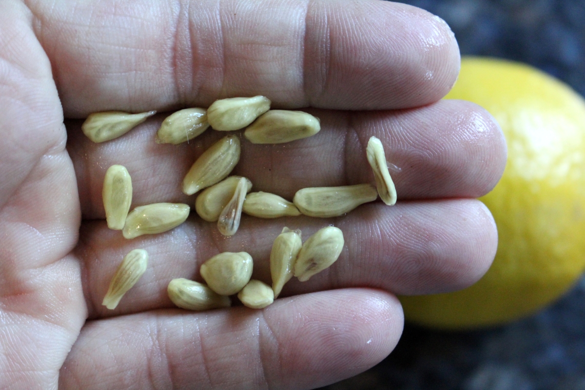 Seeds of One Lemon
