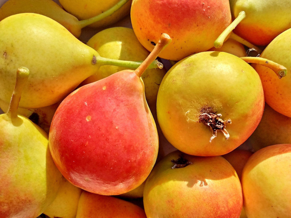 Shipova Fruit