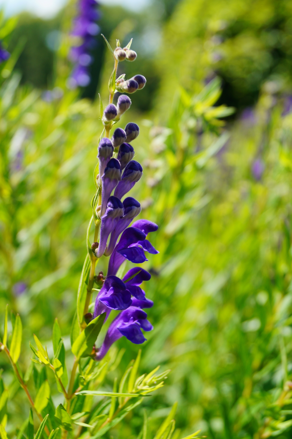 Skullcap