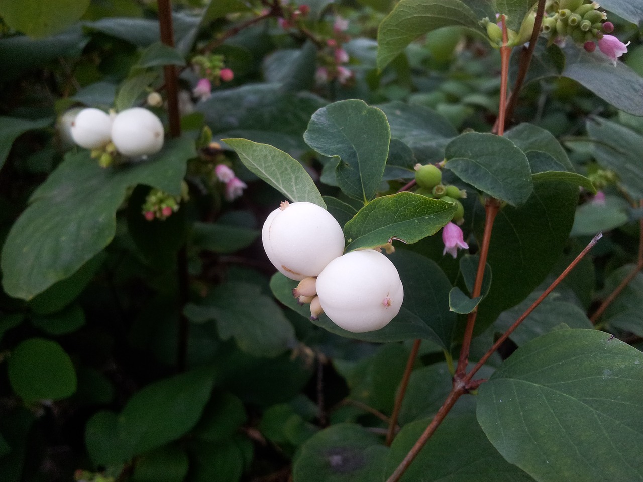 Snowberries