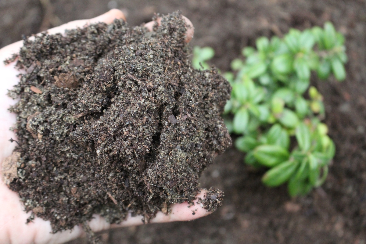 Soil for Lingonberry Plants