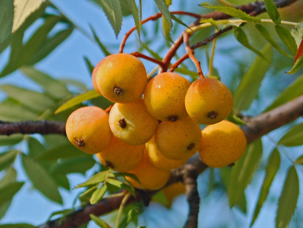 Sorbus domestica by Ettore Balocchi