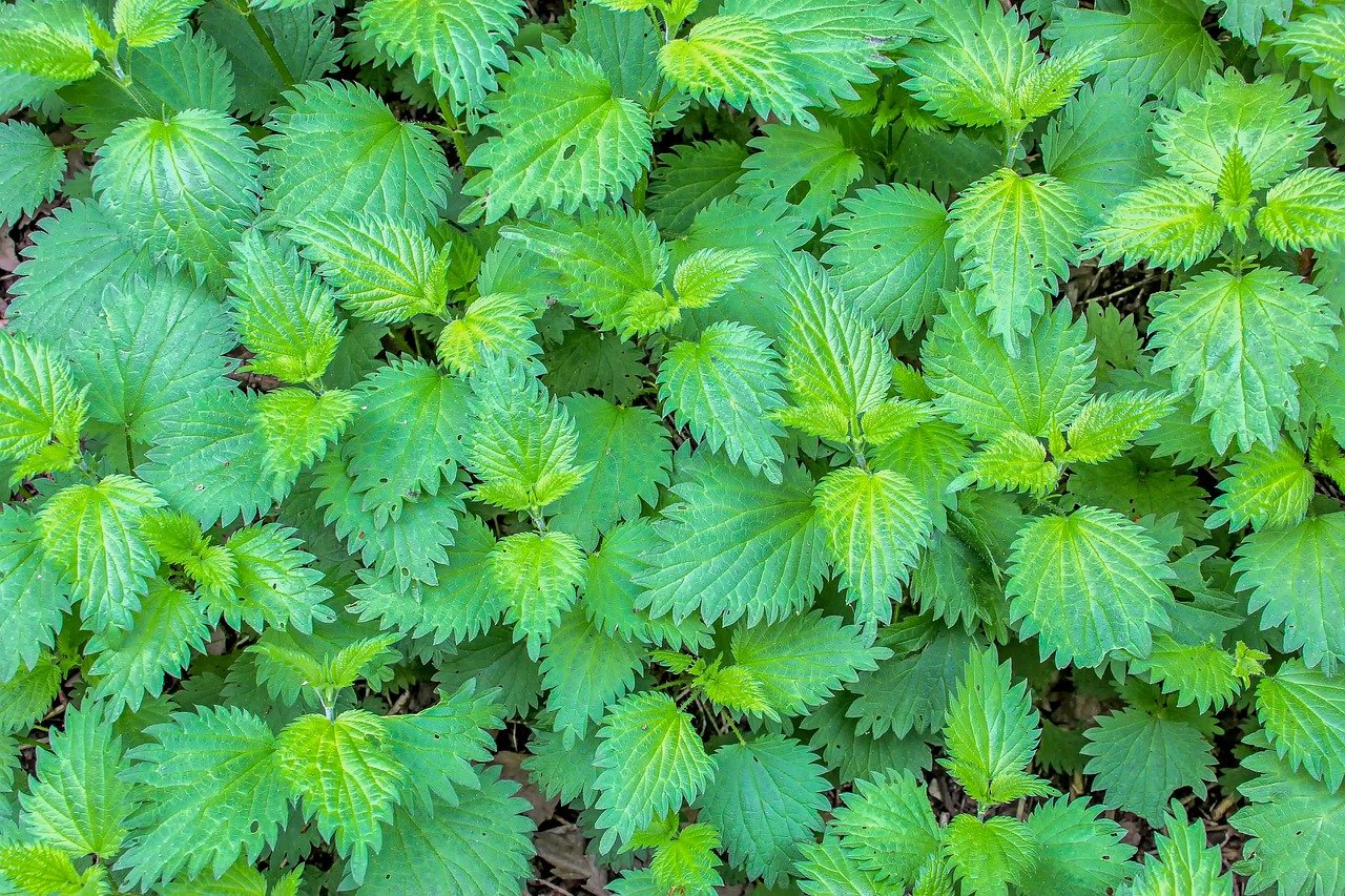 Stinging Nettles