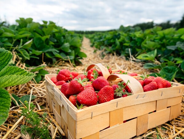 Need a Few Ways to Preserve the Strawberry Harvest