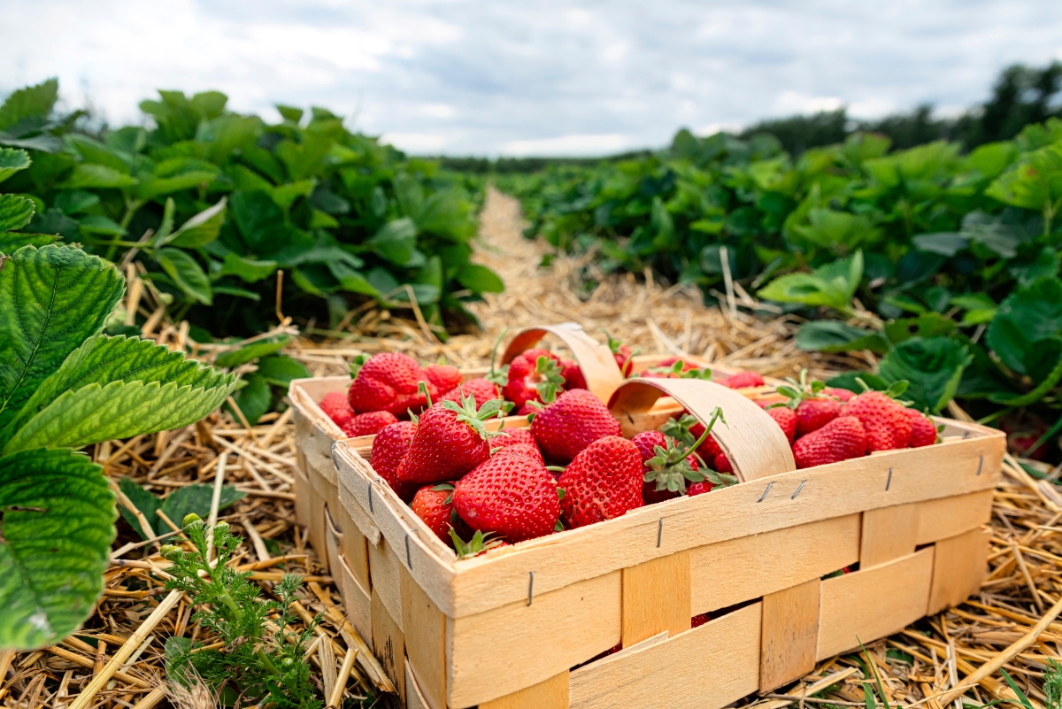 Need a Few Ways to Preserve the Strawberry Harvest