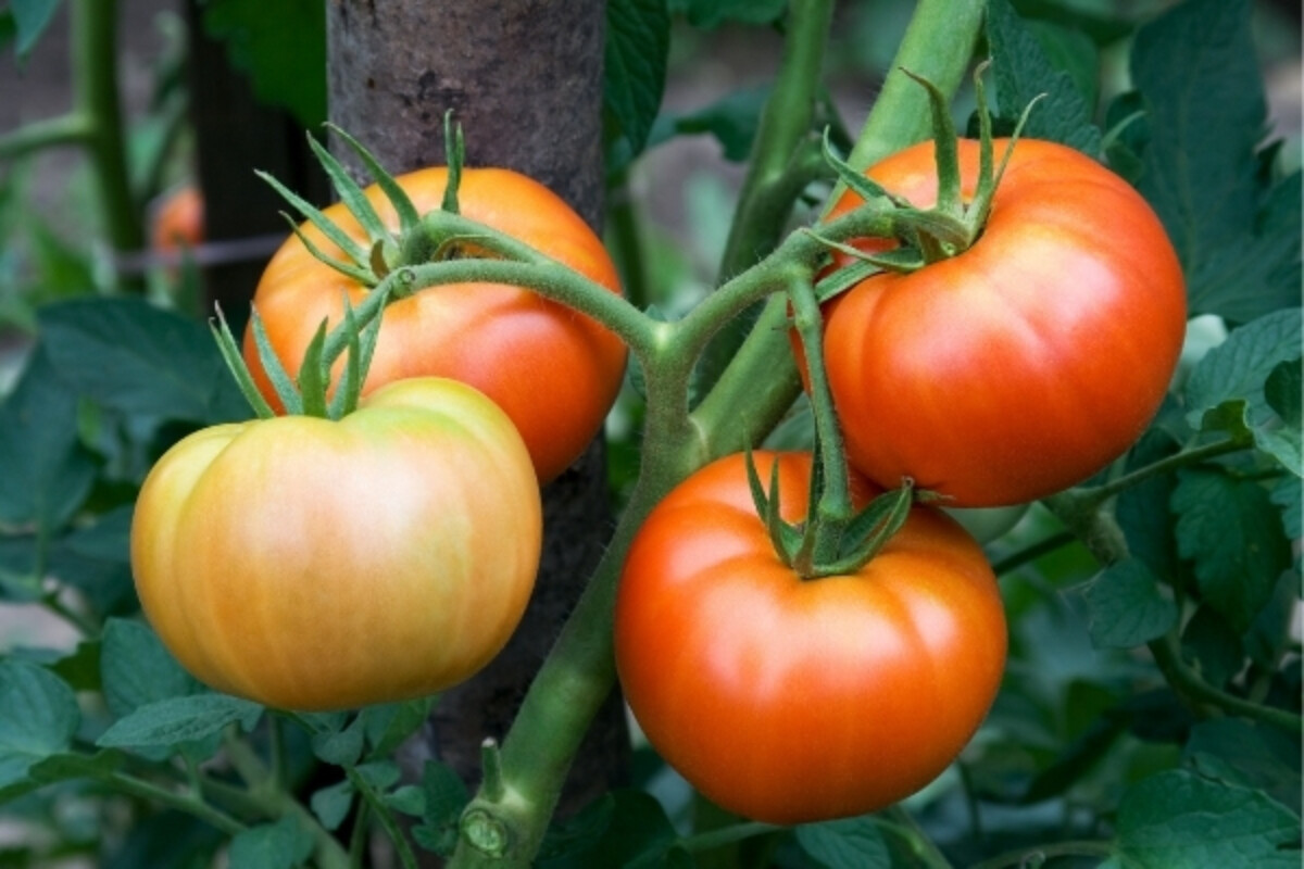 Tomato Plant Fruiting