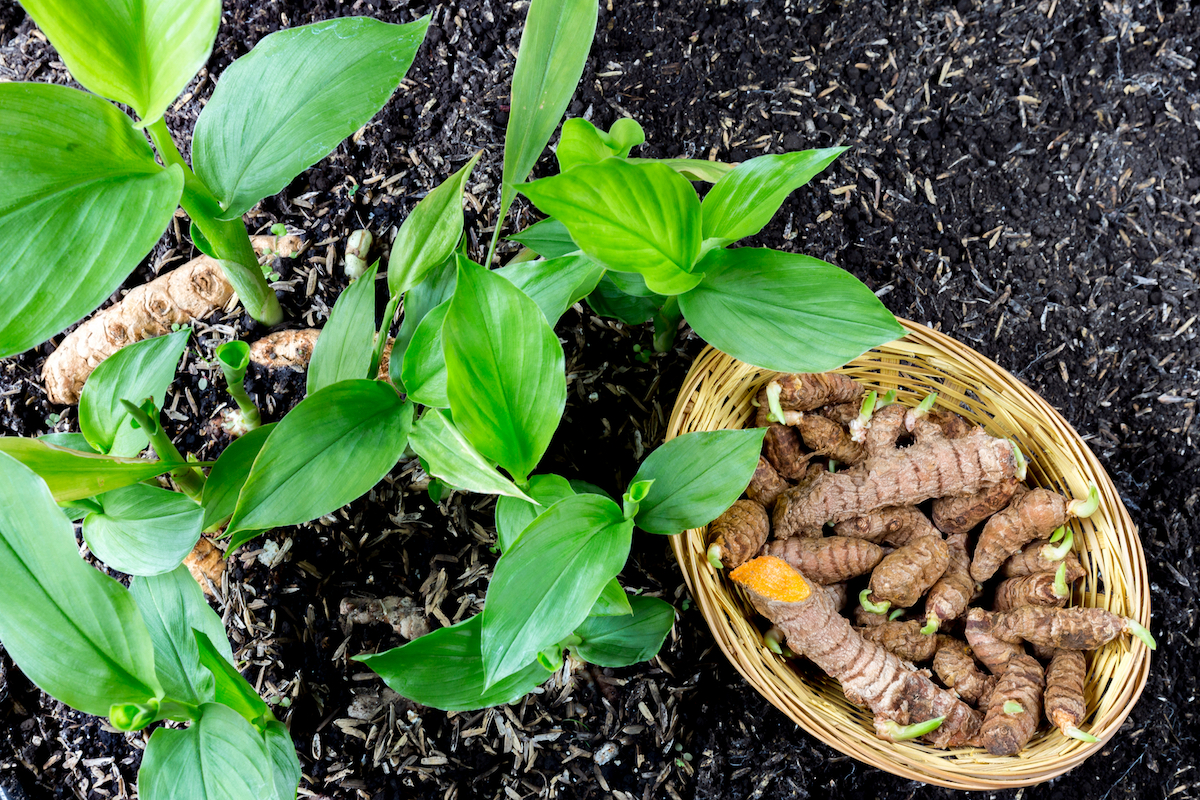 Growing Turmeric