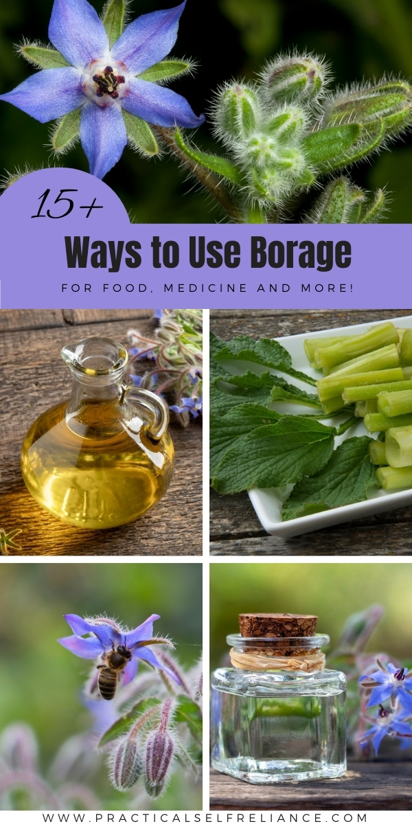 Ways to Use Borage