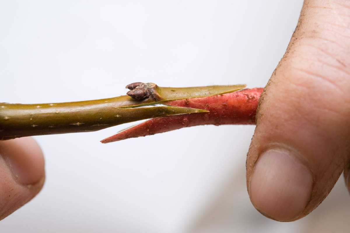 Whip and tongue graft