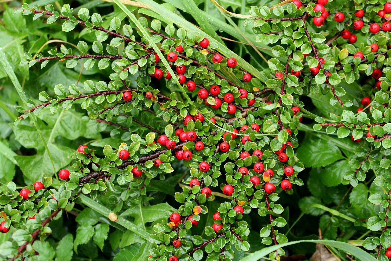 cotoneaster