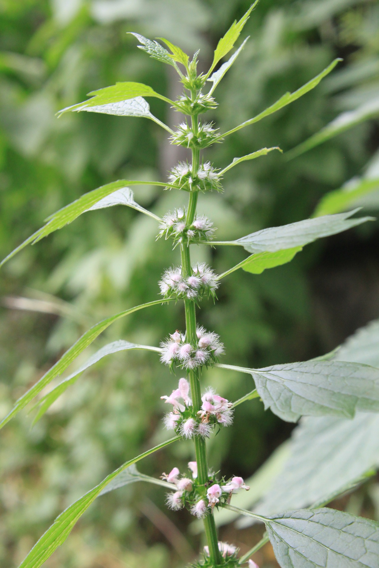 motherwort