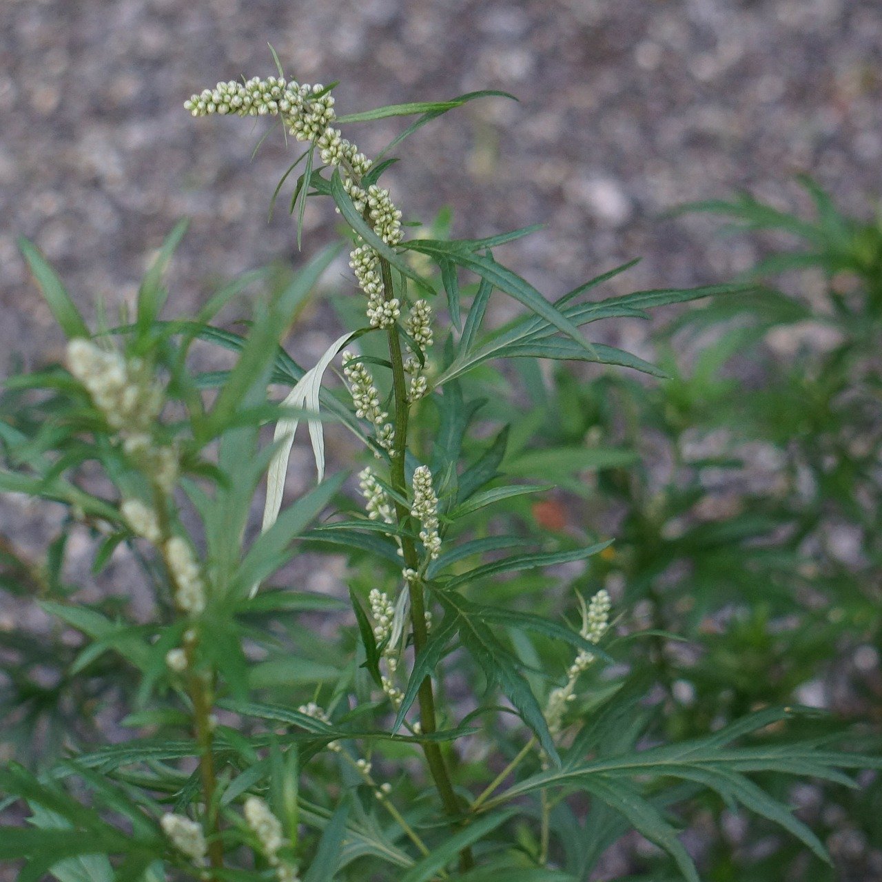 mugwort