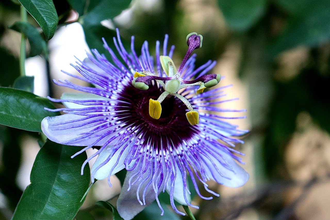 passionflower