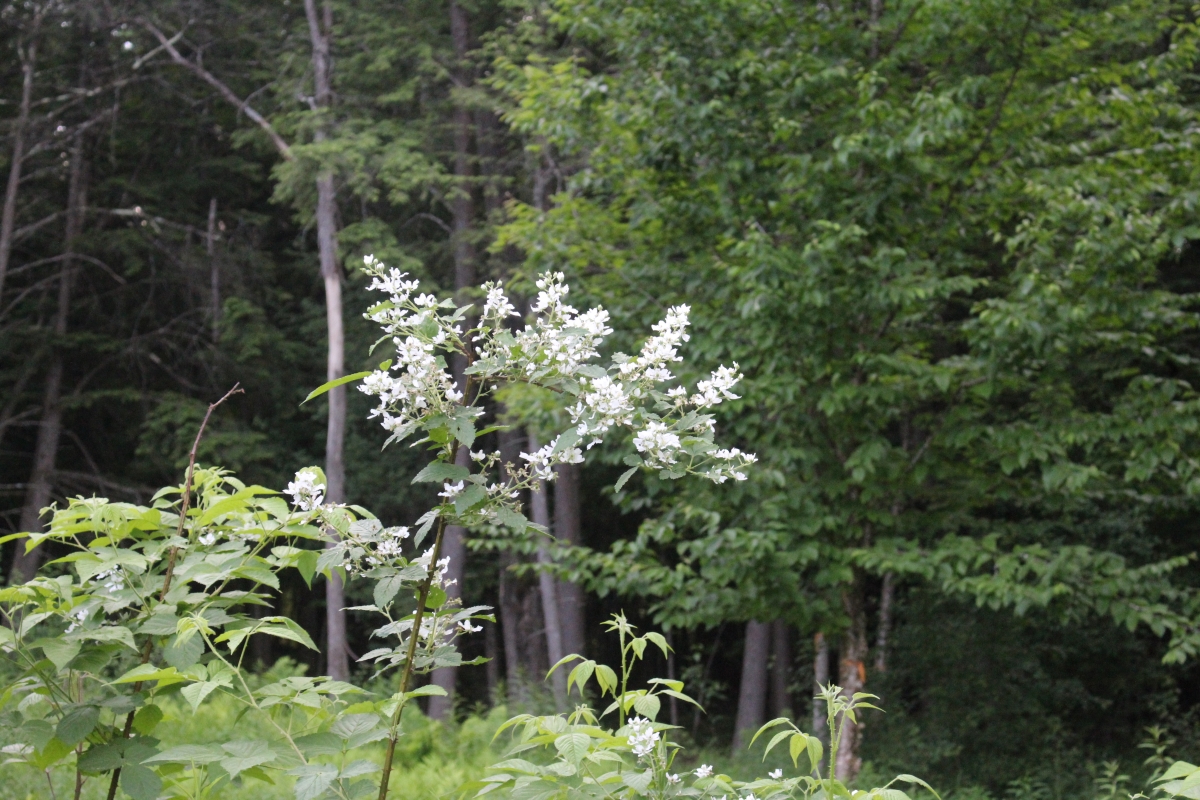 Blackberry Flowers