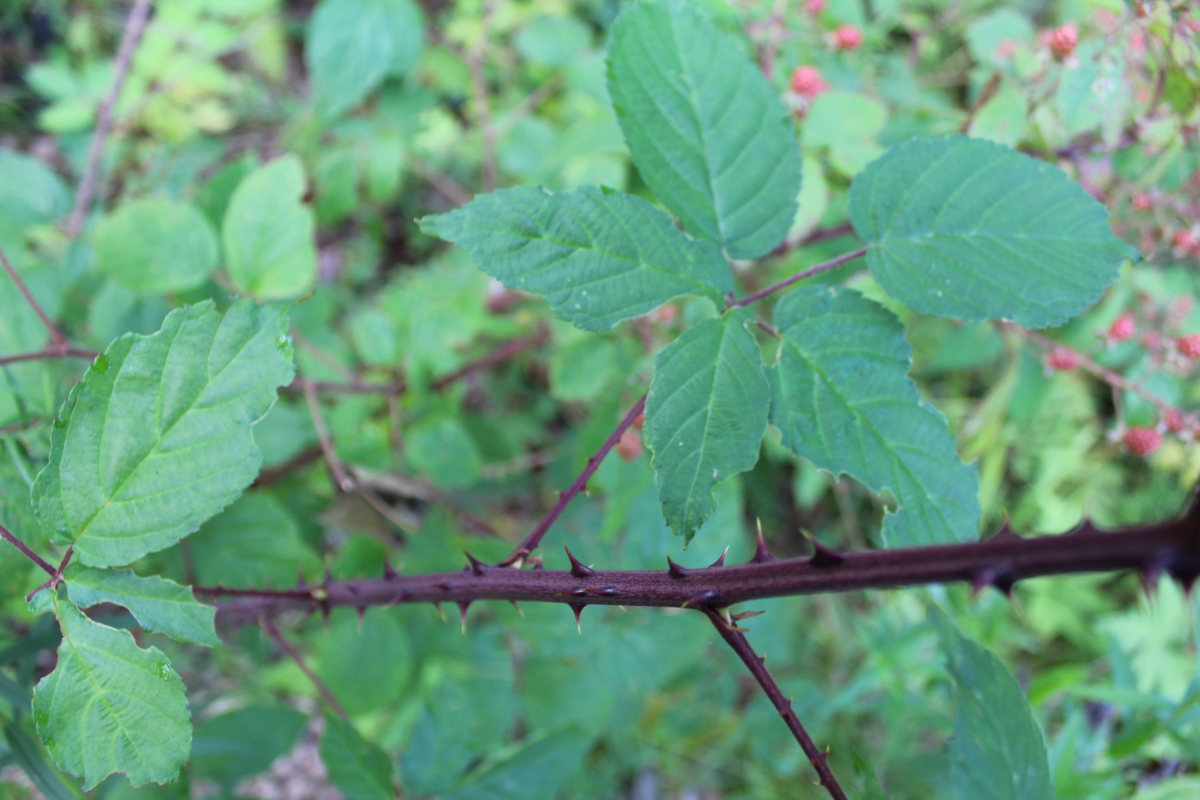 Blackberry Thorns