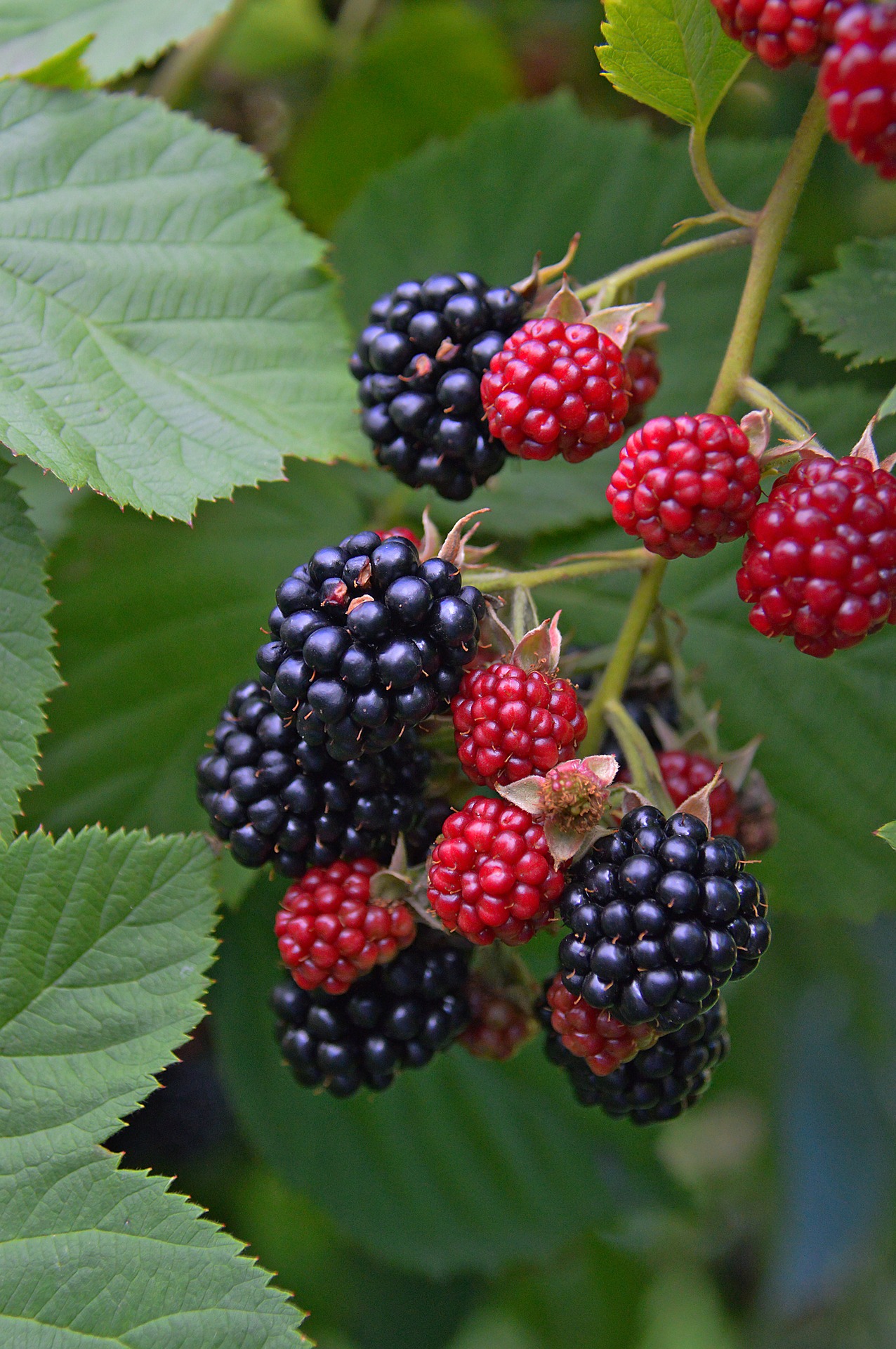 Blackberry fruit