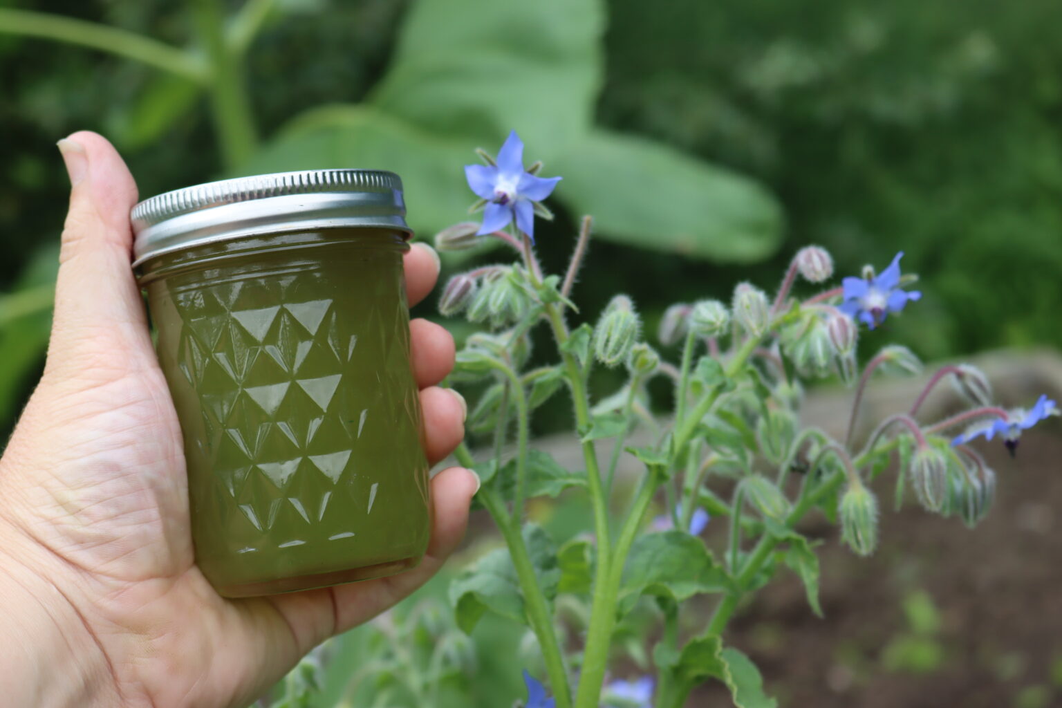 Borage Jelly