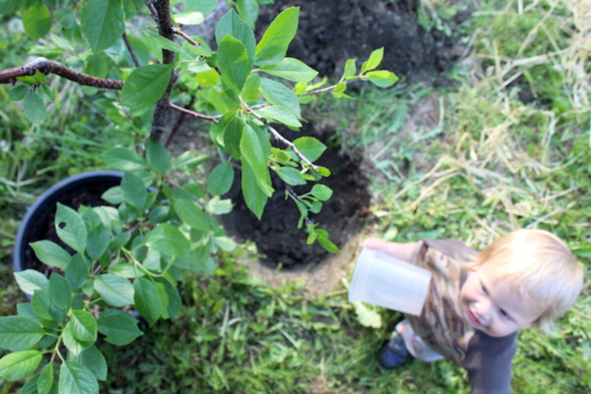 Cherry Planting Assistant