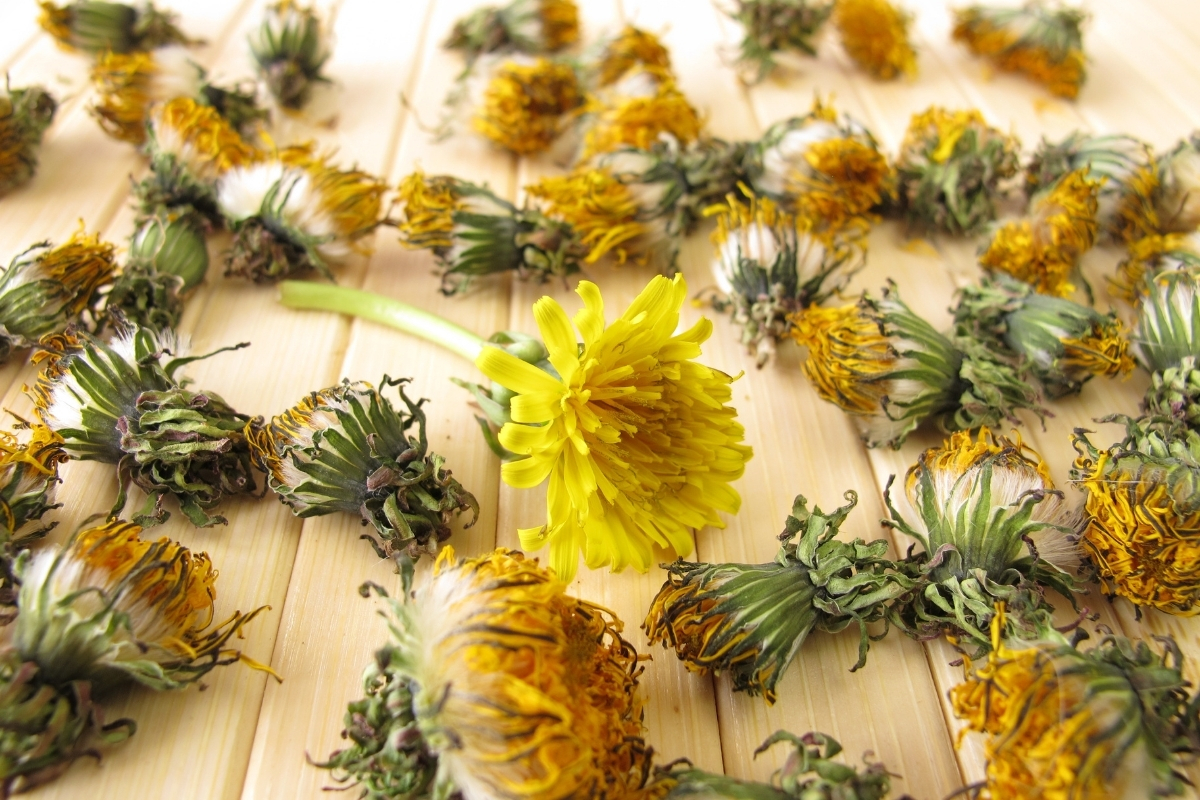 Drying Dandelion Flowers