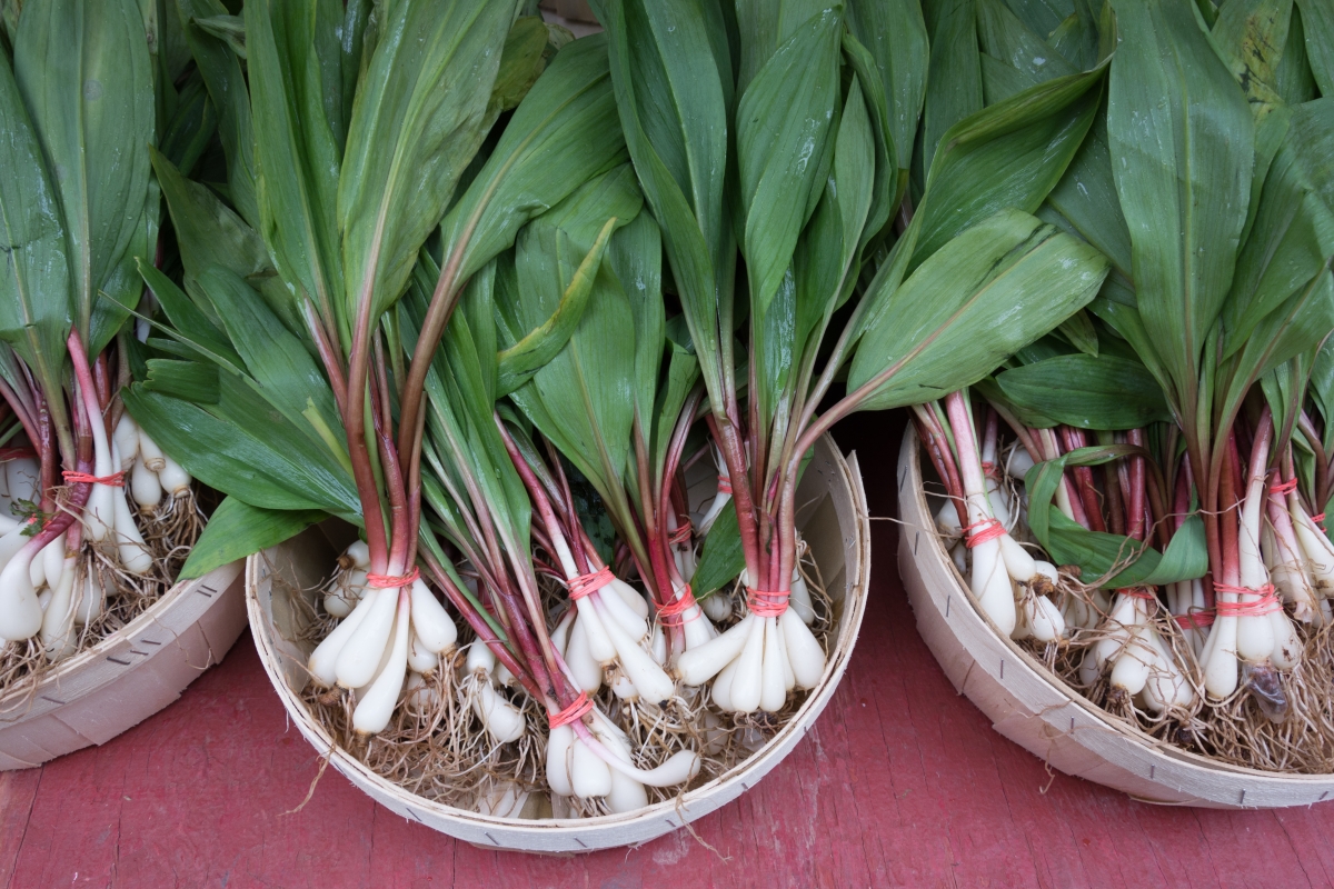 Farmers Market Ramps Wild Leeks