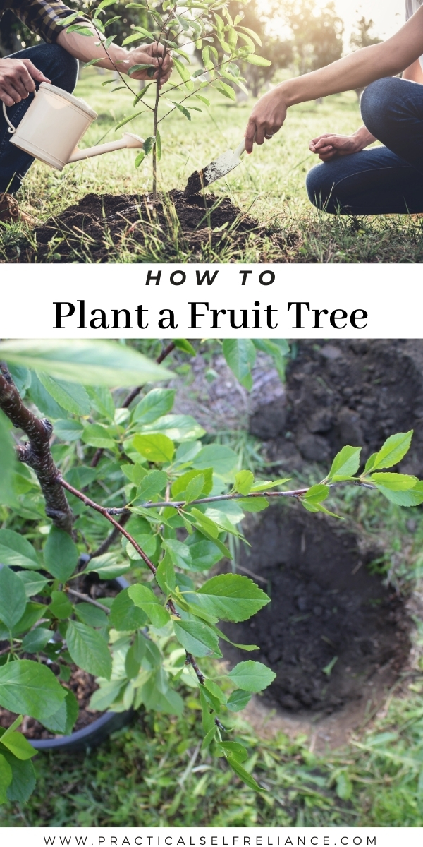 How to Plant a Fruit Tree