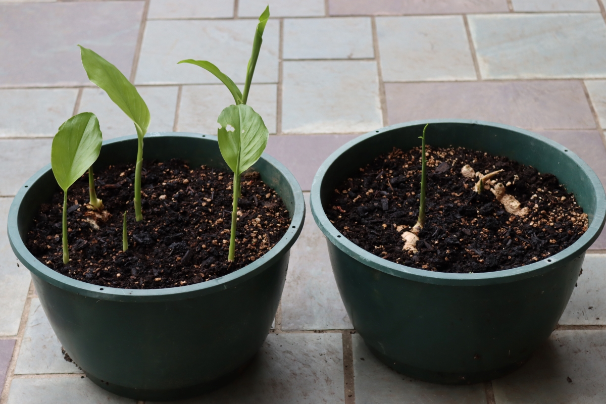 Growing Turmeric and Ginger