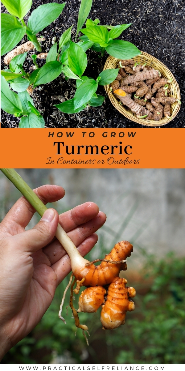 How to Grow Turmeric ~ Growing Turmeric at Home