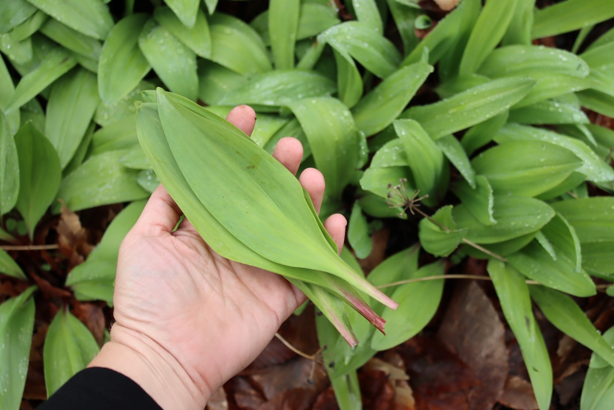 Harvesting Ramp Leaves