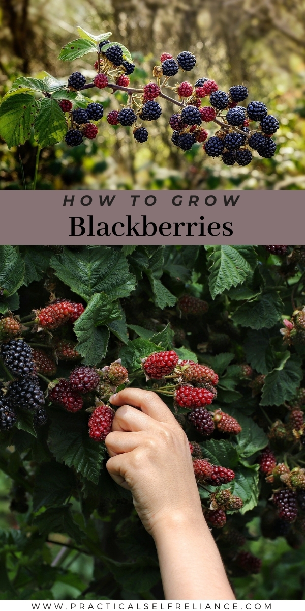 How to Grow Blackberries
