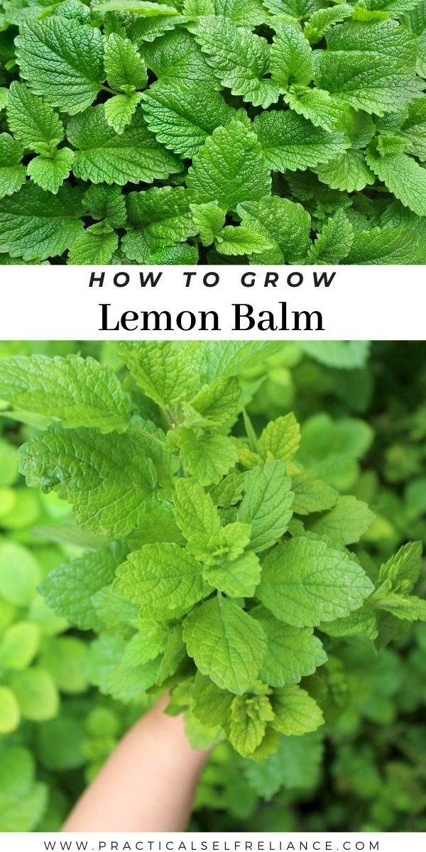 How to Grow Lemon Balm