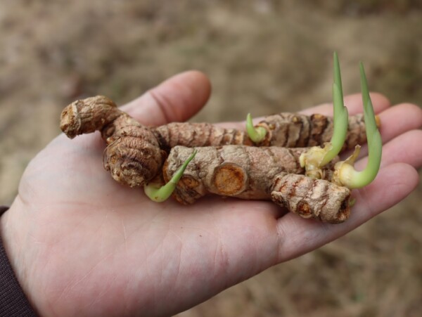 How to Grow Turmeric