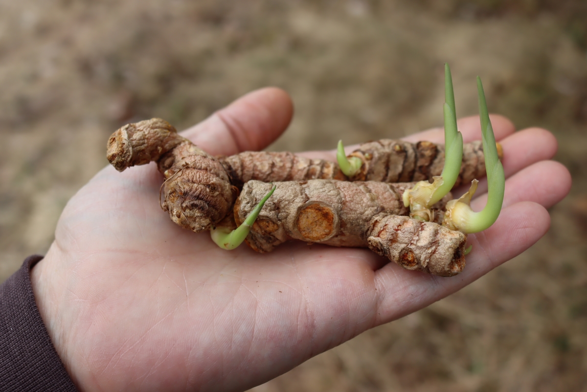 How to Grow Turmeric