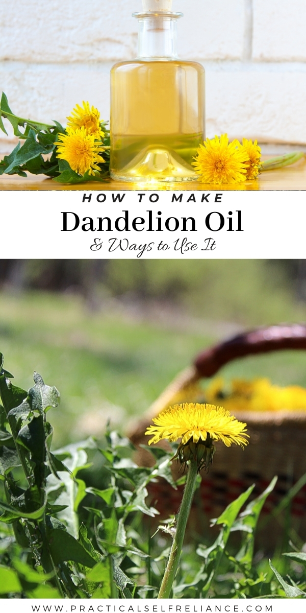 How To Make Dandelion Oil (& 7 Ways To Use It) — Practical Self Reliance