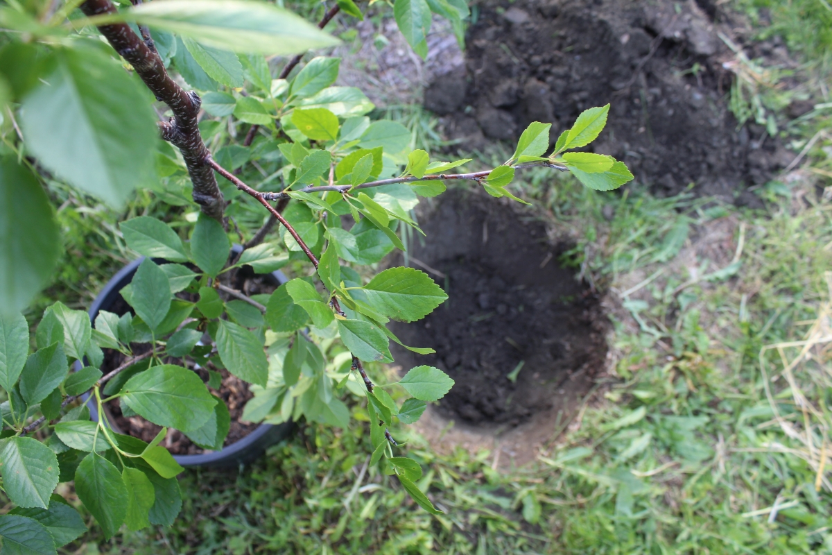 How to Plant a Fruit Tree ~ Step by Step Guide