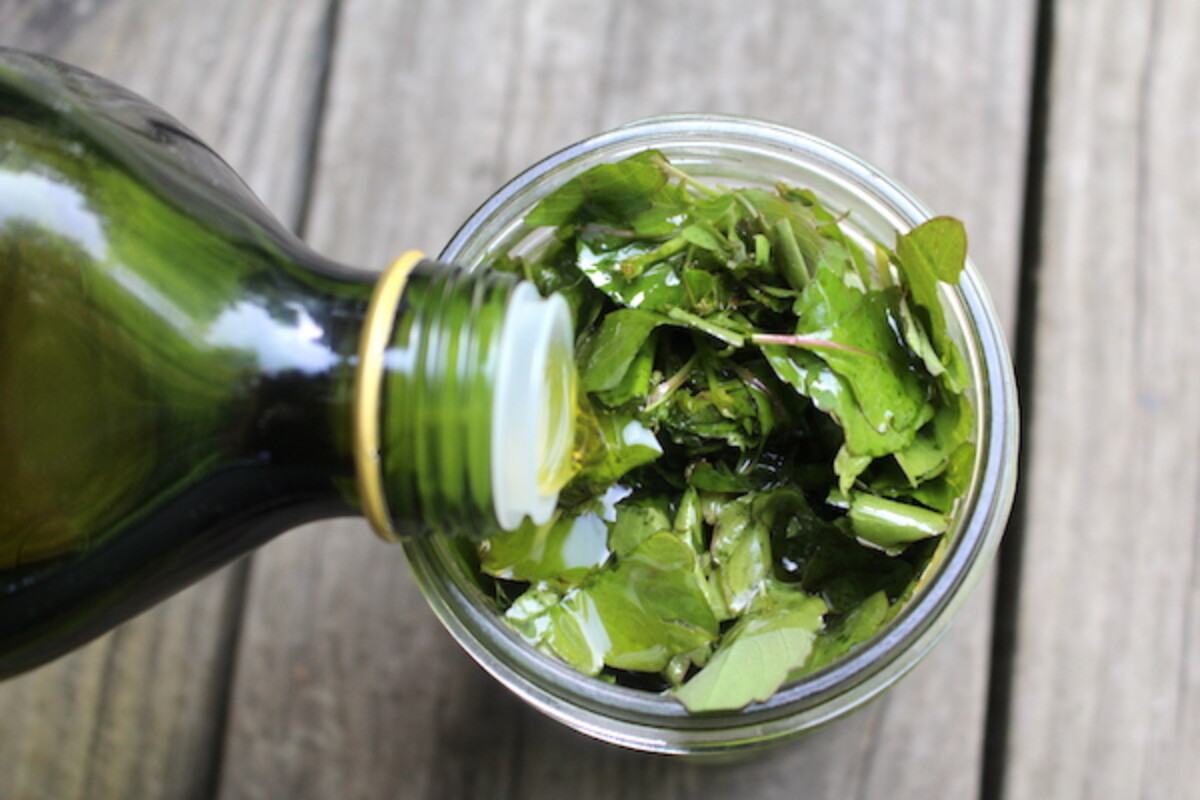 Making Jewelweed Infused Oil